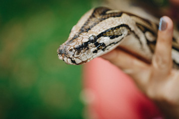 Pretty woman holds big snake, shallow dof, focus on snake head