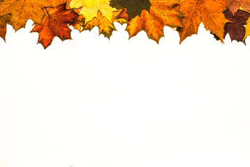autumn leaves pattern on white, leaves framing, copy space, white centre, bright autumn colors