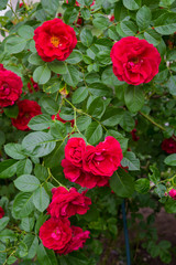 A bunch of beautiful red roses on a bush in the garden.
