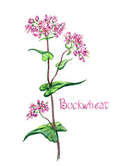 Flowering buckwheat (Fagopýrum), a honey plant, with the inscription "Buckwheat" watercolor painting on a white background, isolated.