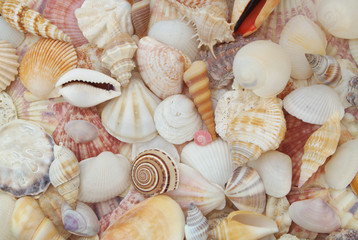 Colorful seashell background, lots of different tropical seashells piled together