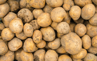 Fresh potatoes excavated from garden on ecological farm. Top view. dirty vegetables