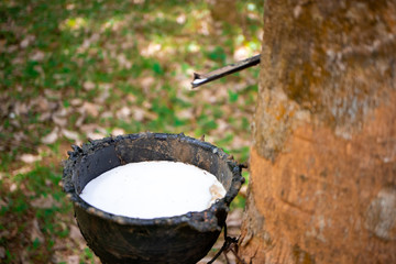 Latex in black cups Form rubber lapping in the morning