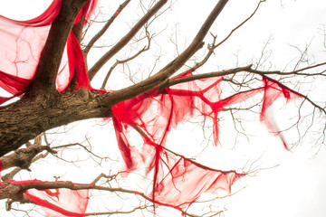 tree with red rags hanging and flowing