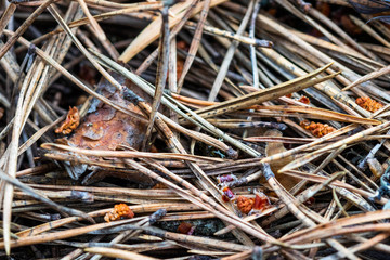Close-up of needles in the forest floor