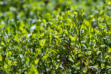 Bright green blueberry shrubs in forest
