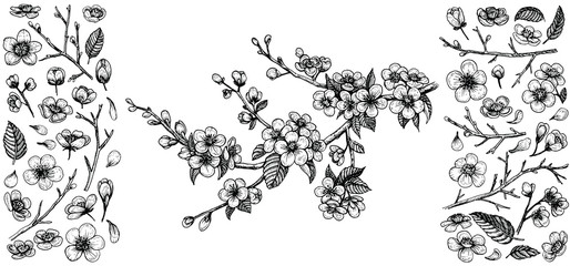 Blooming cherry branch, vector illustration and big set of design elements: flowers, leaves, petals, buds.
