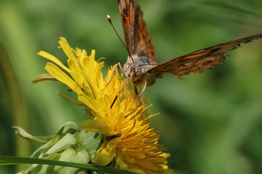 Fototapeta Melitaea butterfly on a dandelion flower drinking nectar