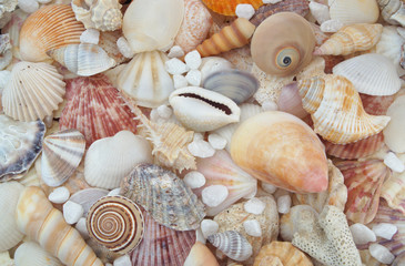 Seashell collection, seashells piled together