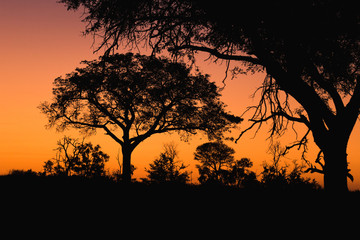 Sunset in South Africa, tree silhouettes