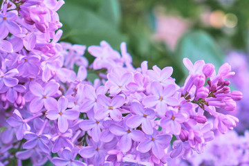 Fototapeta na wymiar Floral background made of blooming lilacs. Macro view of purple blossom bush. Five petal flower lilac. Springtime and summer concept. Space for text.