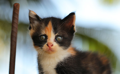 Many cute kittens in color.