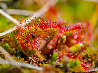 Rundblättriger Sonnentau (Drosera rotundifolia)