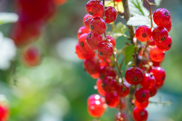 branch of red currant with green leaves close up