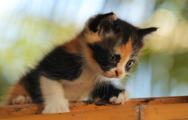 cat on fence