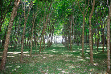 Palm trees in the rubber plantation 