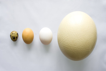 Eggs - ostrich, chicken and quail is on gray background in order of decreasing or increasing...