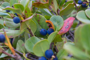 Bush of a ripe blueberry in the summer closeup