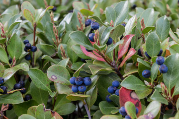 Ripe berries of bilberry grow in forest. Bilberry-bush growing in forest.