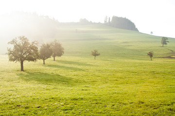 Fototapeta na wymiar trees in the morning field in the fog