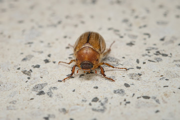 Summer chafer on stone ground. European june beetle. Amphimallon solstitiale.