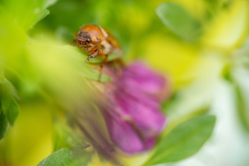 Summer chafer in green leaves. European june beetle on flower.