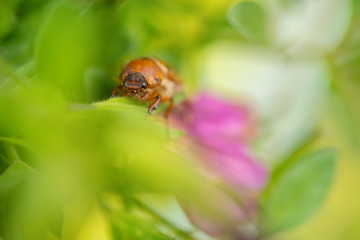 European june beetle on flower. Summer chafer in green leaves. Amphimallon solstitiale.