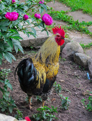 Beautiful rooster on the background of the nature of a rural farm.