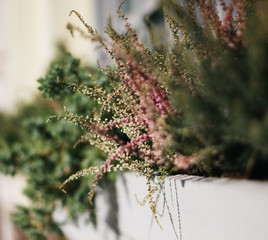 Flowers of pink Heather with green leaves in the city flower bed close-up. Beautiful ornamental greenery and grass.