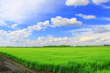 Wheat field against a blue sky
