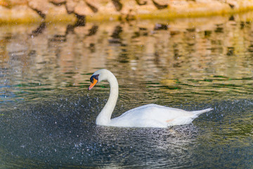 Beautiful white swan on a pond in the park of Maria Louise. Seville. Andalusia. Spain