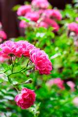 Fototapeta premium Flowers of climbing roses closeup in sunny summer day