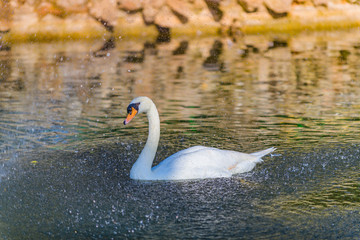 Beautiful white swan on a pond in the park of Maria Louise. Seville. Andalusia. Spain