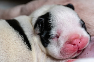 Black and White Baby French bulldog puppy close-up