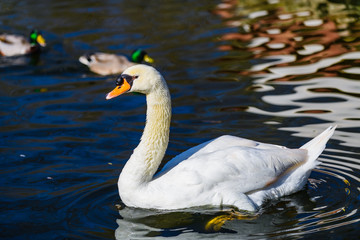 Beautiful white swan on a pond in the park of Maria Louise. Seville. Andalusia. Spain