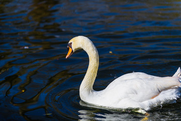 Beautiful white swan on a pond in the park of Maria Louise. Seville. Andalusia. Spain