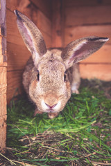 Cute rabbit in a cage natural background. Little bunny portrait Natural adorable bunny