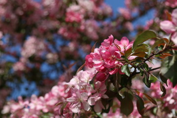 blooming cherry tree in spring