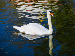 Beautiful white swan on a pond in the park of Maria Louise. Seville. Andalusia. Spain
