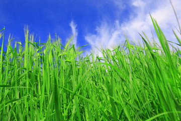 Detail of the Barley Spike