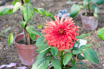 Pink color Chives or Allium shape Chrysanthemum flower. A sun loving flora blooms in early spring to late summer. A very popular for bouquets. Its color is a symbol of love or friendship. Copy space.