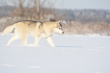 Obraz premium dog in snow
