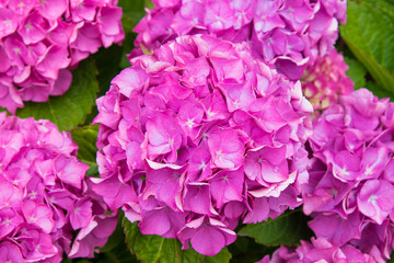 close-up of natural hydrangeas in flowering, flowers