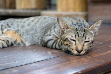 Adorable sleepy cute Ginger Cat lying resting relaxed at home