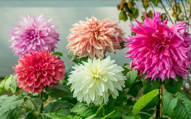 Pink White and red Guldavari Flower plant, a herbaceous perennial sun loving plant Blooms in early...