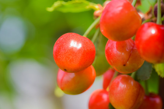 Close-up photos of ripe and delicious red cherries