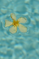 flower on blue water