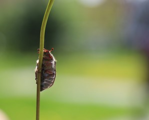 Beetle on the grass macro