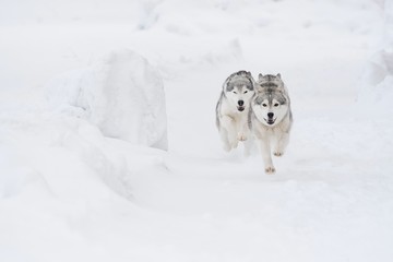 Naklejka premium dog in snow