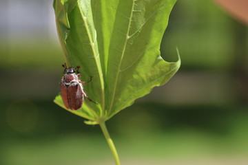 Beetle on the mapple leaf